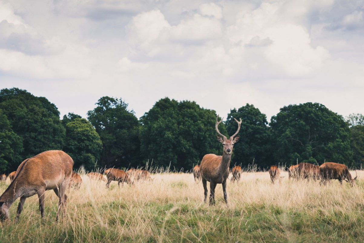 Deer Herd